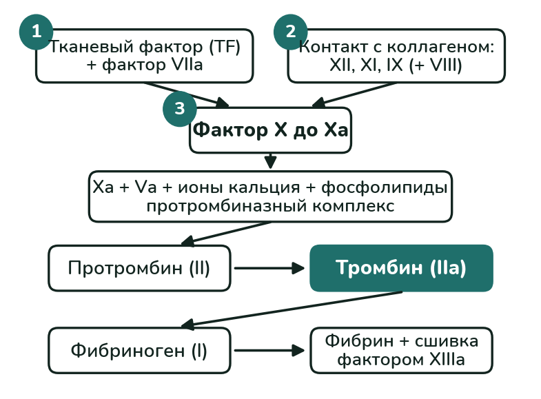 Каскад свёртывания